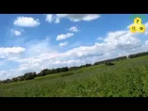 Синяк звичайний, Бджільництво сучасності синець