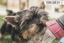 Скільки води потрібно йорку Йоркширський тер’єр у Білорусі йоркширський