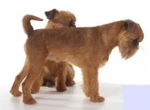 Зміст гриффонів зміст