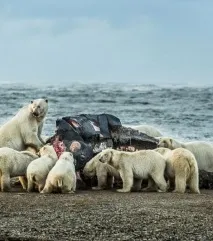 салбурун