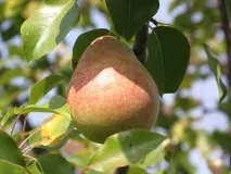Сорт груші Мармурова фото, відгуки, опис, характеристики сорт