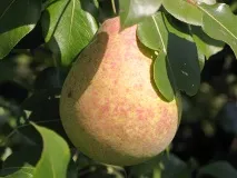 Сорт груші Мармурова фото, відгуки, опис, характеристики сорт