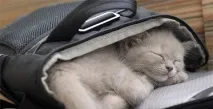 сплять
