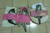 кошенята