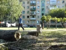 Старі будинки - відремонтувати, старі тополі - спиляти (проект «Вибір 2011») старі