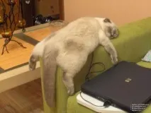 кошенята