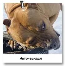 стаффордширський