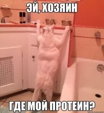 Коли у кота сили волі більше, ніж у тебе сили