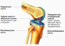 Зв’язковий апарат коліна апарат