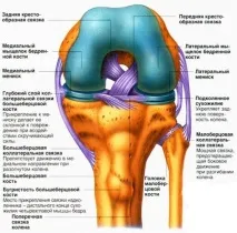 Зв’язковий апарат коліна коліна