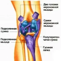 Зв’язковий апарат коліна язковий