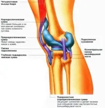 Зв’язковий апарат коліна коліна