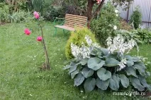 Тіньовитривалі та тінелюбні квіти на дачній ділянці тінелюбні