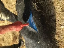 кабана