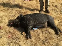 дикого