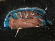 дикого