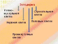 Урок -Прісноводна гідра Слайд