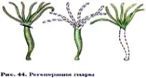 Урок -Прісноводна гідра гідри