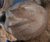 стрілкою