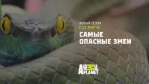 Важливо творчо підходити до адаптації зарубіжного контенту для нашого глядача» творчо