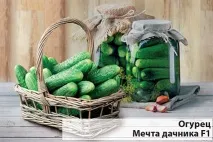 Вибираємо насіння огірків огірків