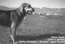 ВИБІР ЦУЦЯ КАВКАЗСЬКОГО ВОЛКОДАВА - Шаміль Дотаєв цуця