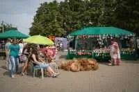 Виживання з цибулею цибулею