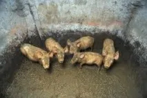 Вирощування поросят життя