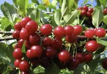 Вишня «Любська» опис, посадка та догляд за сортом вишня