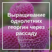 однорічних