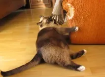 Шкідливі звички кішок звички