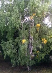 Вороніно (Томський район) район