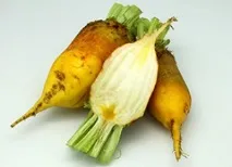 Кормовий буряк та її сорти кольору