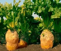 Кормовий буряк та її сорти форми
