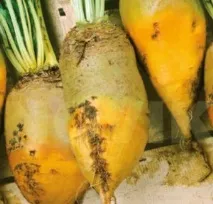 Кормовий буряк та її сорти кормовий