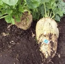 Кормовий буряк та її сорти форми