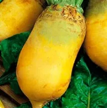 Кормовий буряк та її сорти буряк