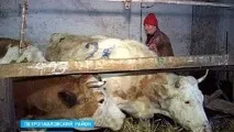 У сільгоспартелі - Старокріушанська - корови помирають від голоду - Новини Воронежа та Воронезької сільгоспартелі