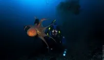 Зустріч з гігантським тихоокеанським восьминогом (Octopus Dofleini) тихоокеанським