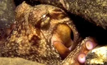 Зустріч з гігантським тихоокеанським восьминогом (Octopus Dofleini) dofleini