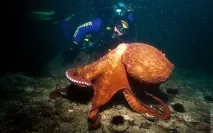 Зустріч з гігантським тихоокеанським восьминогом (Octopus Dofleini) гігантським