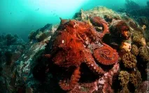 Зустріч з гігантським тихоокеанським восьминогом (Octopus Dofleini) зустріч