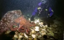 Зустріч з гігантським тихоокеанським восьминогом (Octopus Dofleini) гігантським