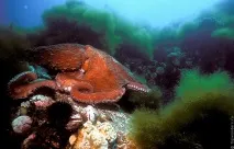 Зустріч з гігантським тихоокеанським восьминогом (Octopus Dofleini) зустріч