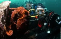 Зустріч з гігантським тихоокеанським восьминогом (Octopus Dofleini) octopus
