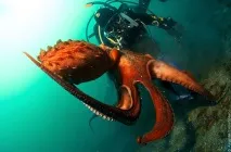 Зустріч з гігантським тихоокеанським восьминогом (Octopus Dofleini) тихоокеанським