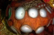 Зустріч з гігантським тихоокеанським восьминогом (Octopus Dofleini) зустріч