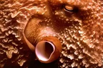 Зустріч з гігантським тихоокеанським восьминогом (Octopus Dofleini) тихоокеанським