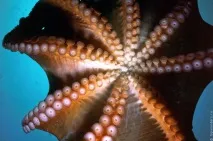 Зустріч з гігантським тихоокеанським восьминогом (Octopus Dofleini) зустріч