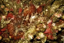 Зустріч з гігантським тихоокеанським восьминогом (Octopus Dofleini) восьминогом